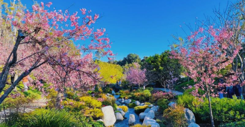 California’s Little Japan Features 200 Cherry Trees That Hit Peak Bloom In Spring In One Of The Area’s Largest Gardens
