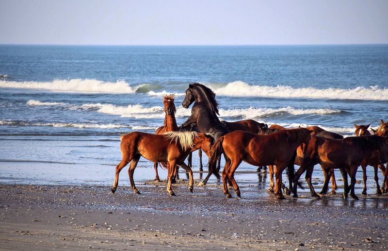 Spot Wild Horses On The Remote Beaches Of Corolla