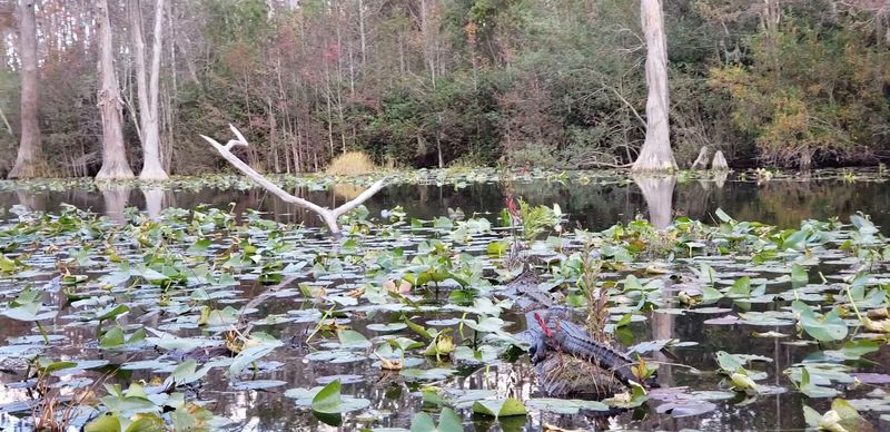 Freshwater Fishing in the Swamp