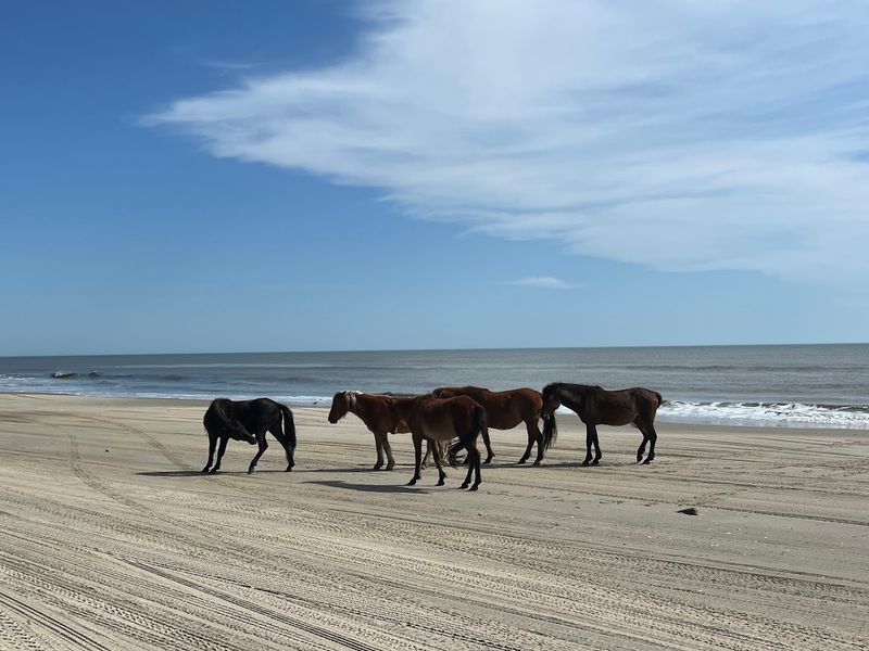 Corolla Beach 