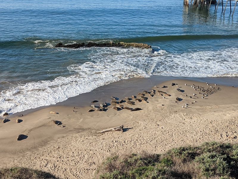 Carpinteria Bluffs Nature Preserve