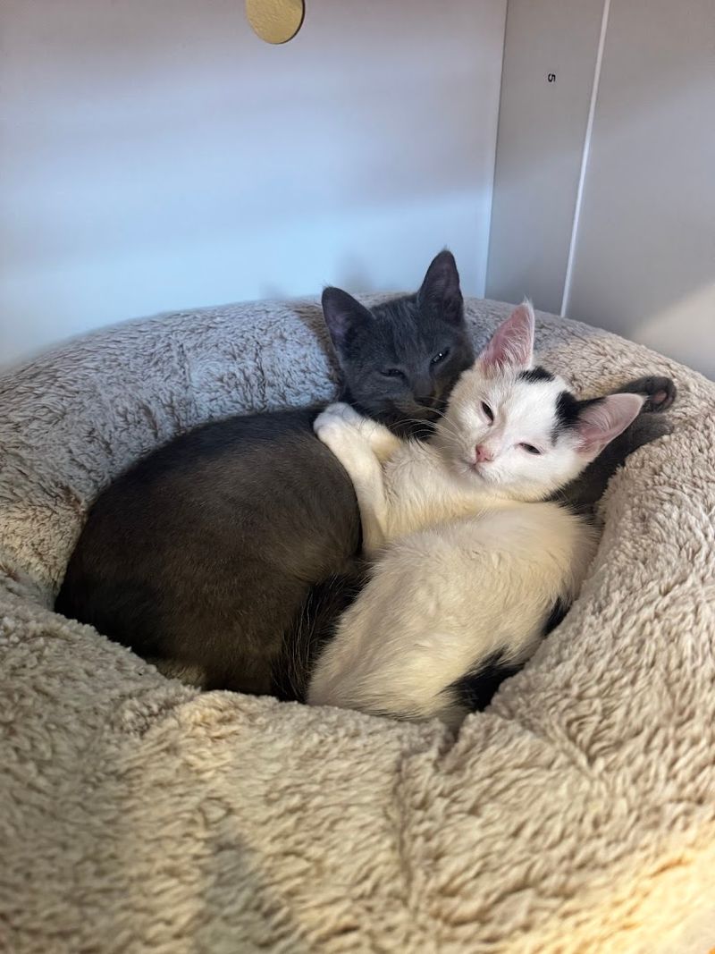 Why Is This North Carolina Café A Cat Lover's Dream - Decor Hint Family-Friendly Atmosphere That Works for All Ages