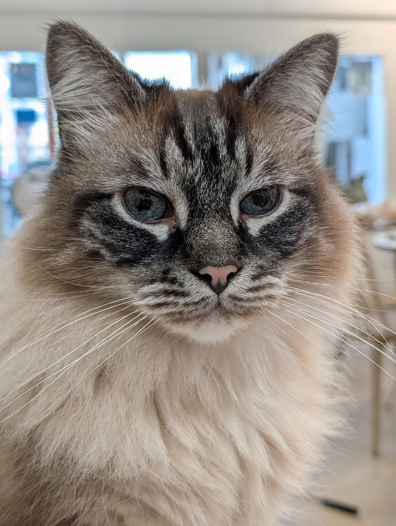 10 Cozy Cat Cafes In California Where You Can Relax With Adorable Felines - Decor Hint KitTea Cat Lounge