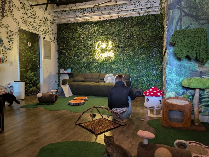 10 Cozy Cat Cafes In California Where You Can Relax With Adorable Felines - Decor Hint Cats & Crystals Cat Cafe