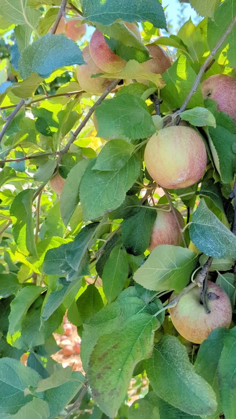 Year-Round U-Pick Seasonal Crops