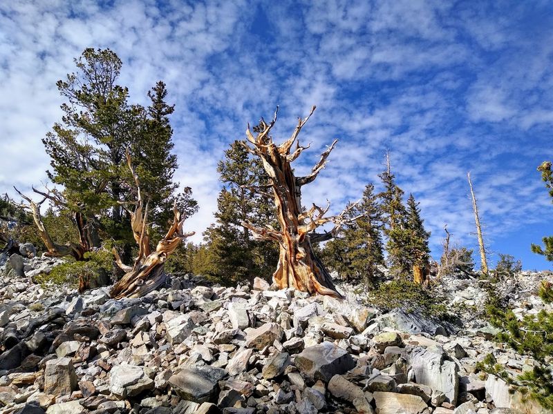 Great Basin National Park, Baker