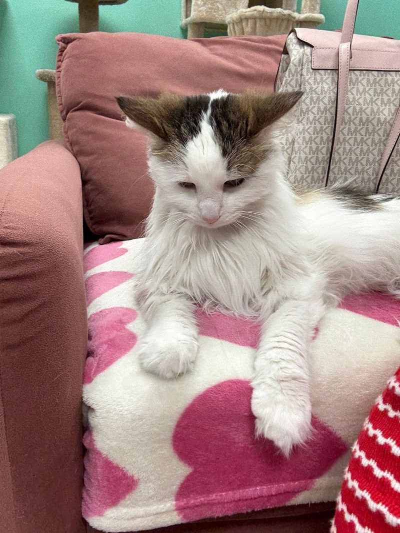 10 Cozy Cat Cafes In California Where You Can Relax With Adorable Felines - Decor Hint Purrmaid Cafe And Adoption Center