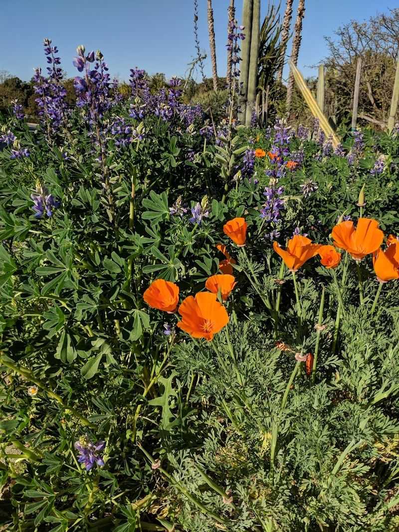 Botanical Keepsakes: Pressed Flower Frames