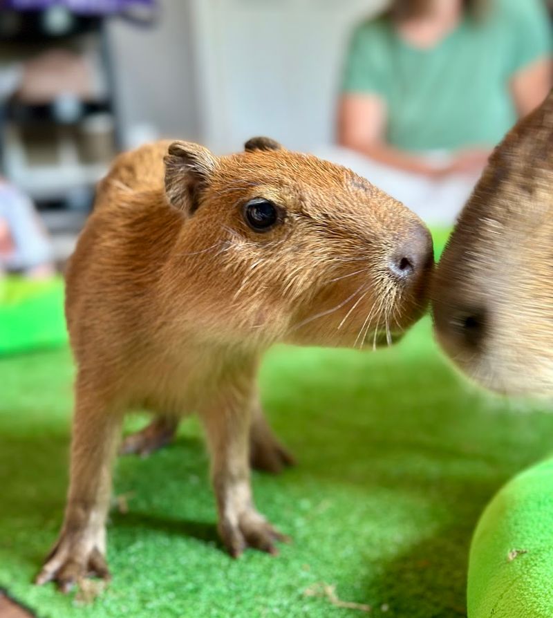 Close Encounters with Capybaras