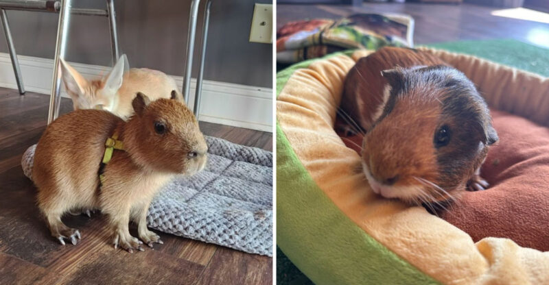 Coffee With The World’s Cutest Rodents Inside Georgia’s First Capybara Cafe