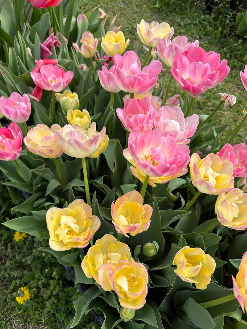 Seasonal Blooms That Change With Every Visit