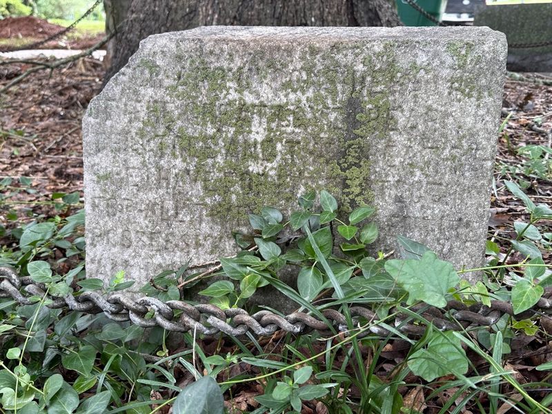 Why the Tree That Owns Itself Still Matters Today