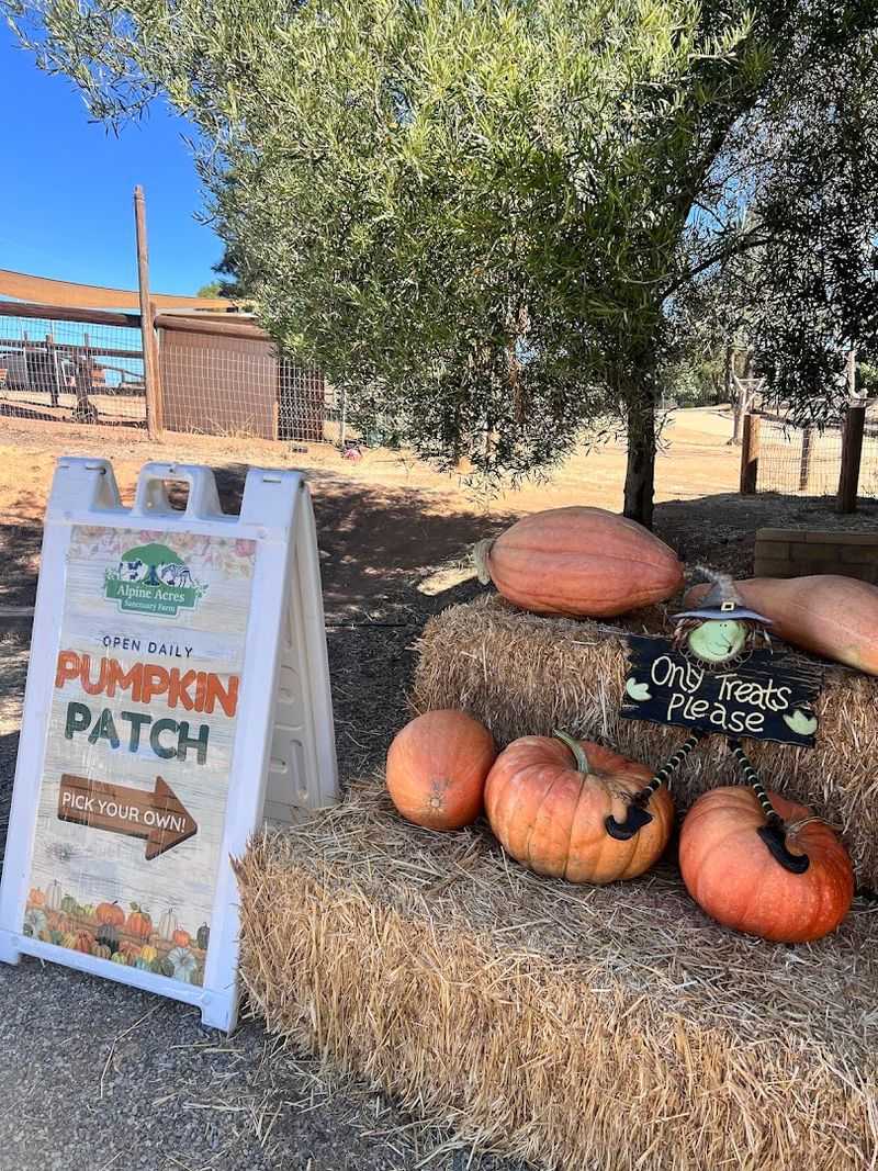Discover This Alpine, California Petting Zoo That's Creating Big Family Memories - Decor Hint Fresh Produce Stand Near The Entrance Worth Stopping At