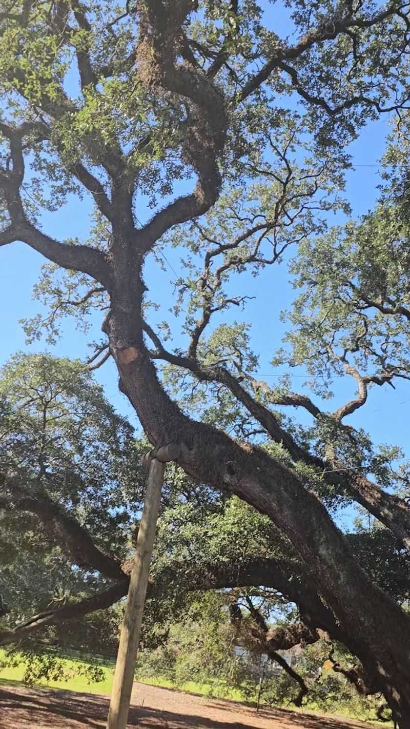 This Thomasville Attraction In Georgia Has A Limb Span Wider Than A Football Field - Decor Hint Educational Resource for Schools and Nature Lovers