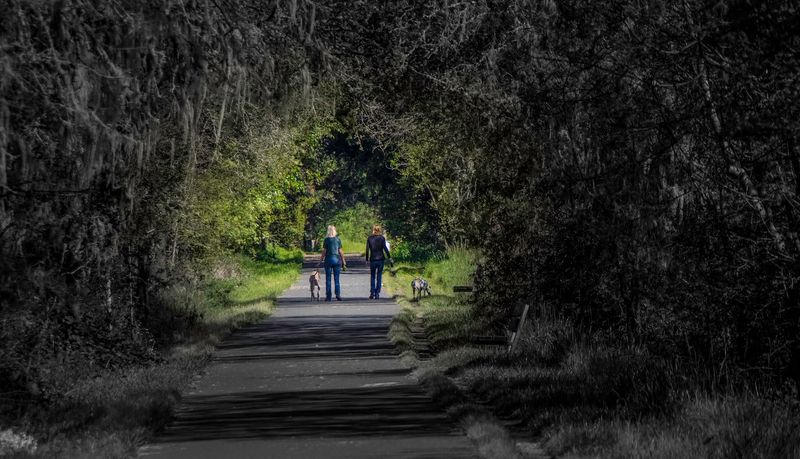 Dogs Are Welcome On A Leash