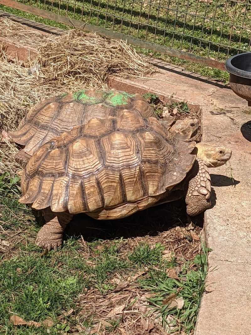 Rare Wildlife Encounters Typically Seen Only From a Distance