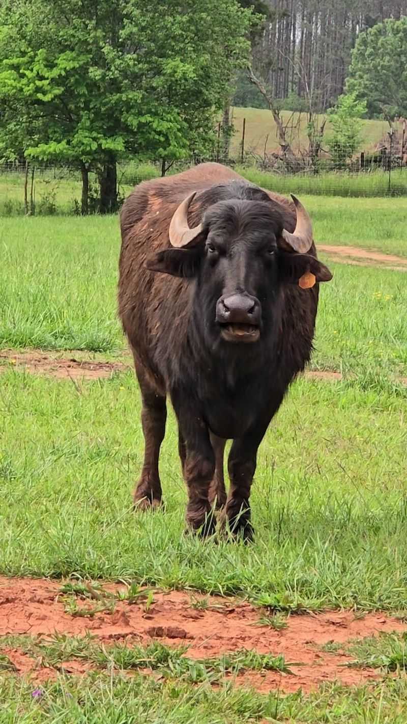 Behind-the-Scenes Tours and Animal Presentations