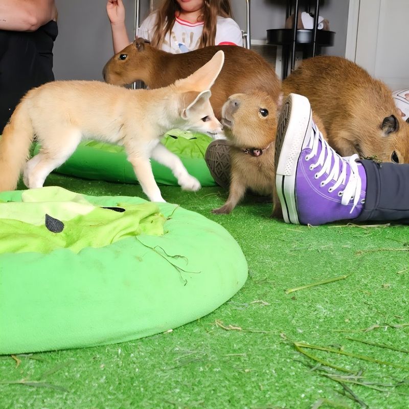 Unique Photo Opportunities You Cannot Get Anywhere Else in Georgia