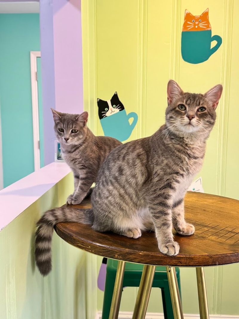 Why Is This North Carolina Café A Cat Lover's Dream - Decor Hint Falling In Love Was Never This Easy