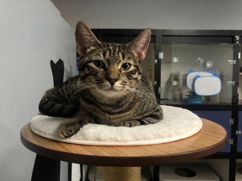 10 Cozy Cat Cafes In California Where You Can Relax With Adorable Felines - Decor Hint Tail Town Cats Cafe