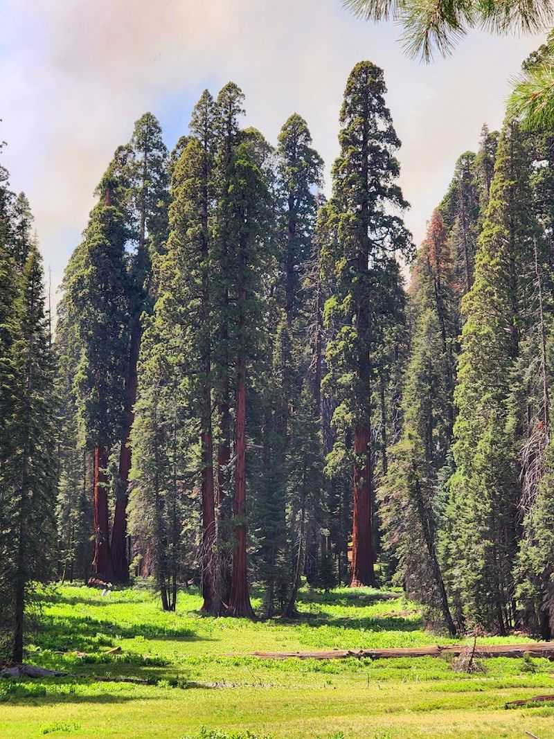One-Third Of All Wild Sequoias Grow Here And In The Neighboring Park