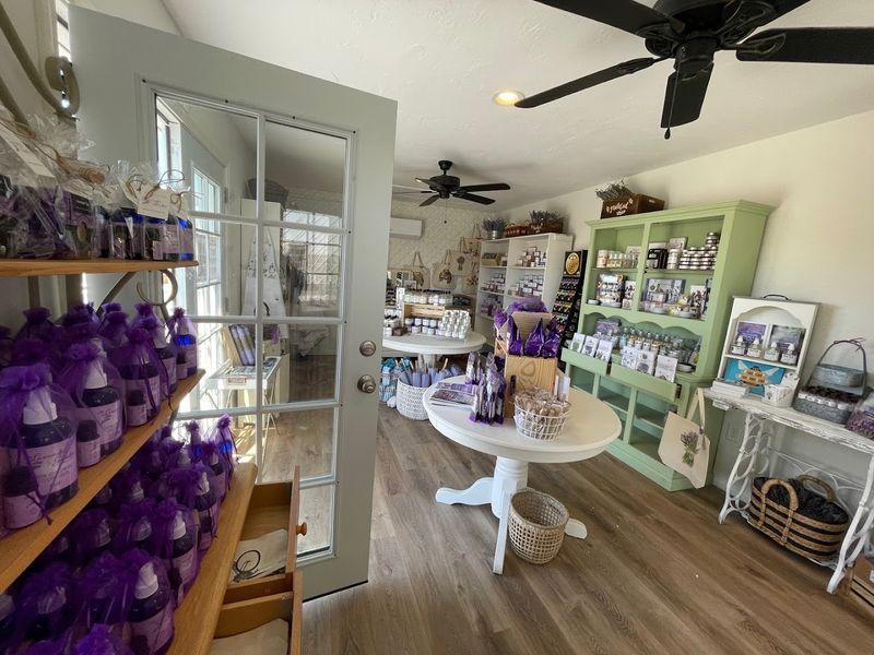 2026 Is The Year To Visit This Romantic Lavender Garden In California - Decor Hint Lavender Products Available For Purchase On-Site