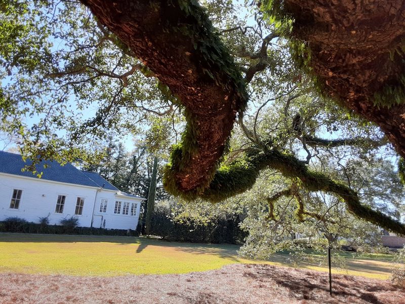 This Thomasville Attraction In Georgia Has A Limb Span Wider Than A Football Field - Decor Hint Acorn Production After Decades of Silence