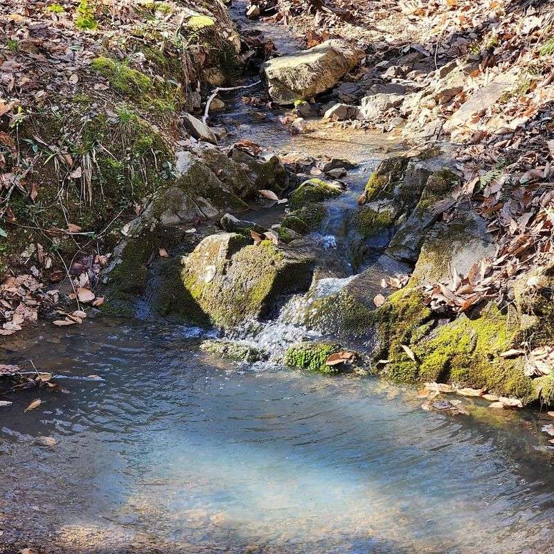 North Carolina’s Best Kept Mystery With The Ancient Pines And The Mermaid’s Secret - Decor Hint Searching For Silver Scales