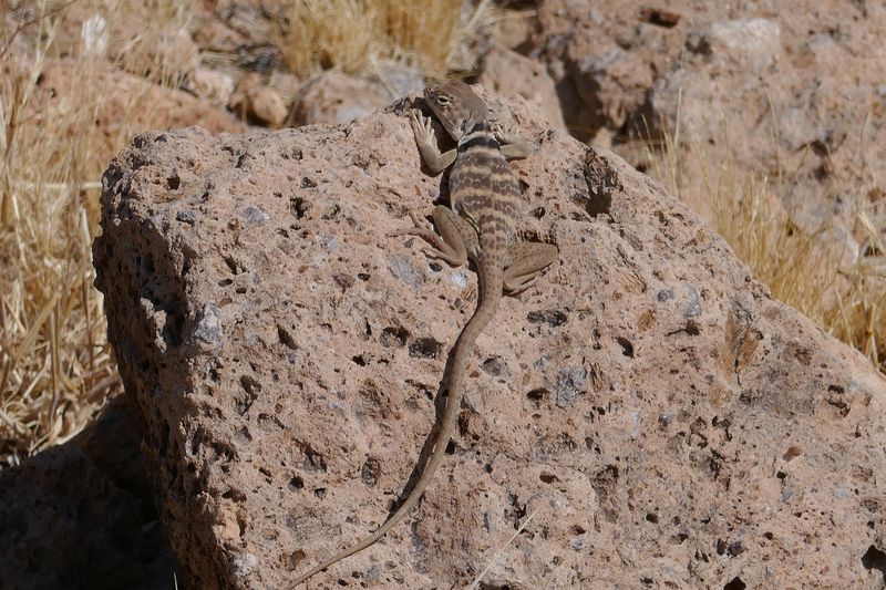 Wildlife And Birding Opportunities