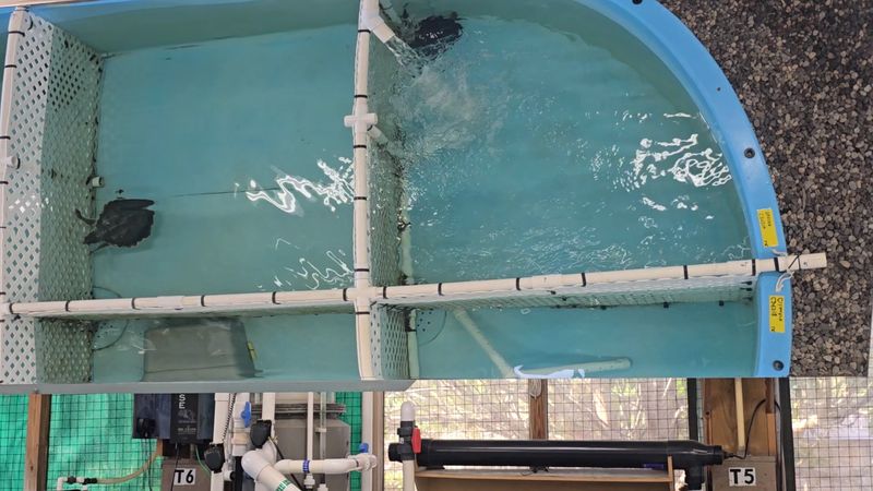 Georgia's Only Sea Turtle Hospital Lets You Step Into A World That Few Ever See - Decor Hint Sea Turtle Nesting Season Visits Between May and October