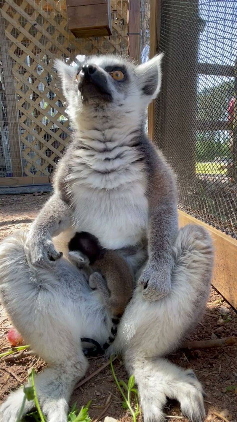 Diverse Animal Encounters That Surprise Every Visitor