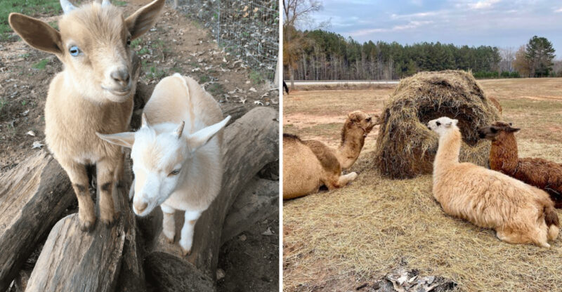 Discover The Bogart Petting Zoo Georgia That’s Making Big Family Memories