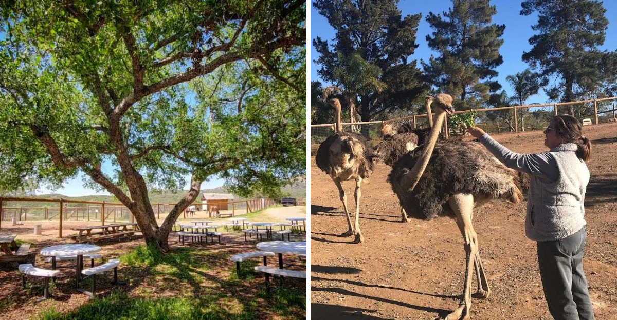 Discover This Alpine California Petting Zoo Thats Creating Big Family Memories - Decor Hint