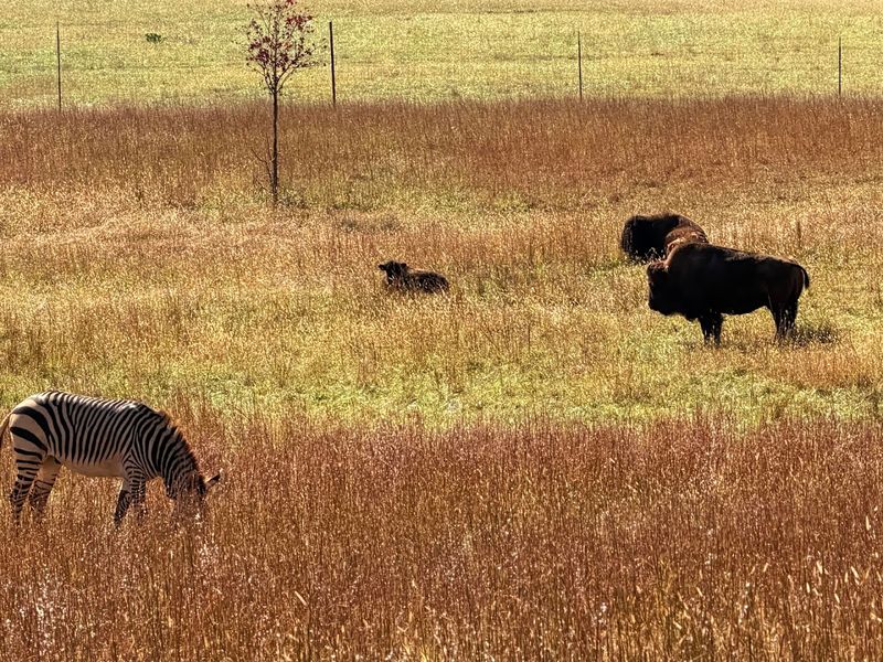 Guided Safari Truck Tours Through Open Pastures