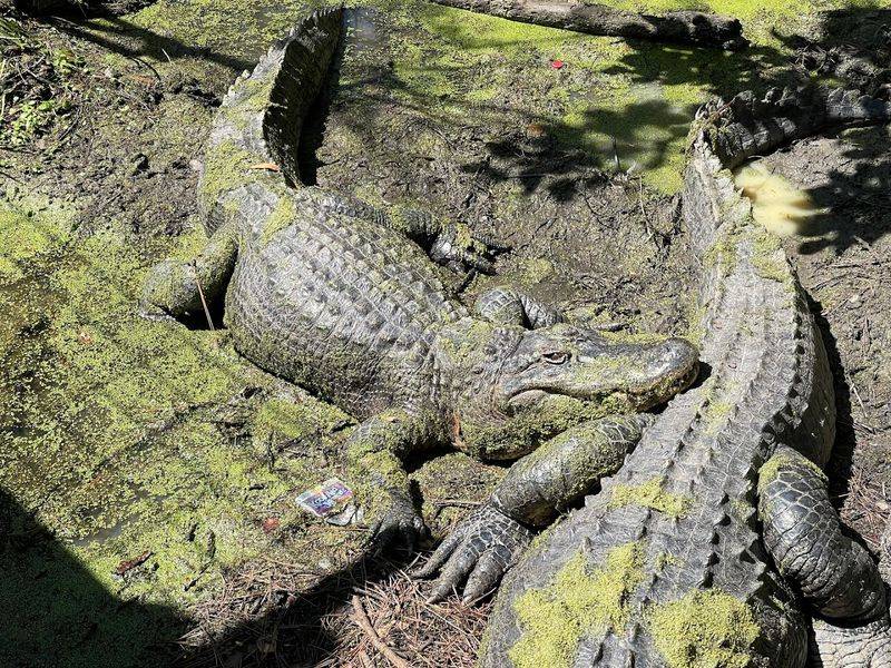 Scenic Boardwalks Through Cypress Swamps