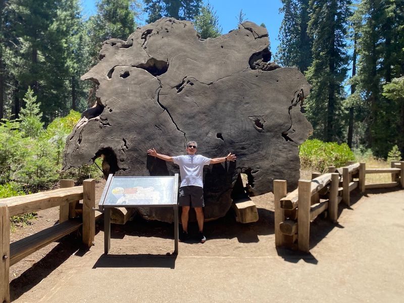 The Giant Forest Museum Brings The Trees To Life