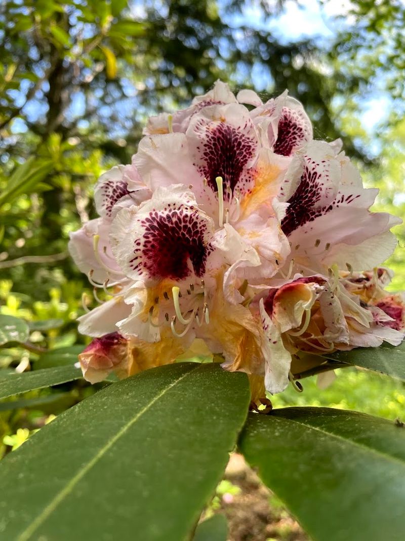 A Gift with Lasting Impact — The Historic Origins