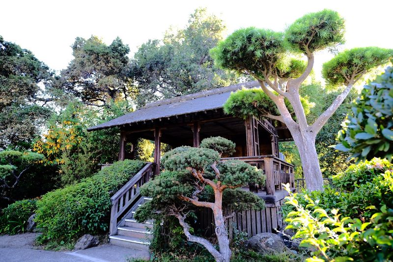 Cultural Events Including Tea Ceremonies