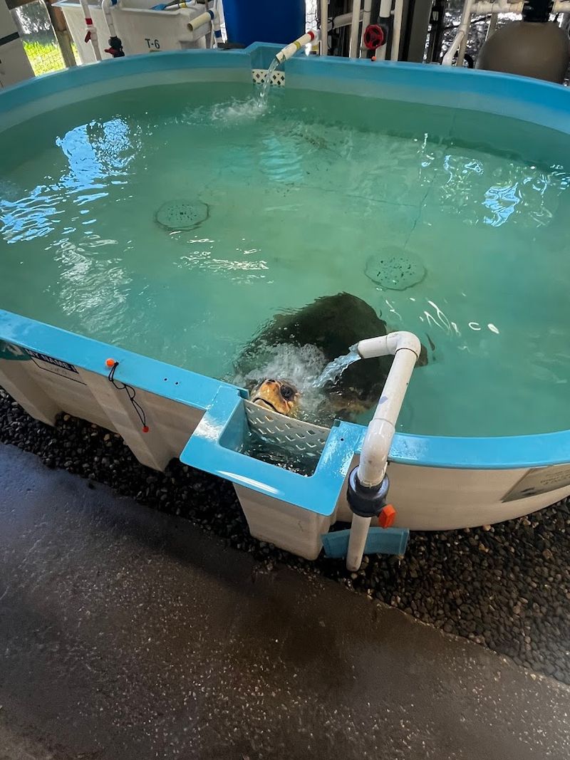 Georgia's Only Sea Turtle Hospital Lets You Step Into A World That Few Ever See - Decor Hint Behind-the-Scenes Tours That Go Beyond the Public Areas