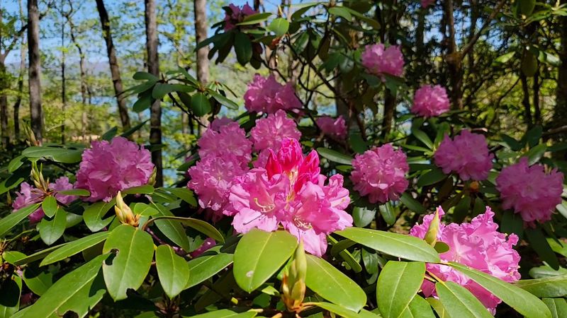 The Annual Rhododendron Festival — A Mountain Celebration