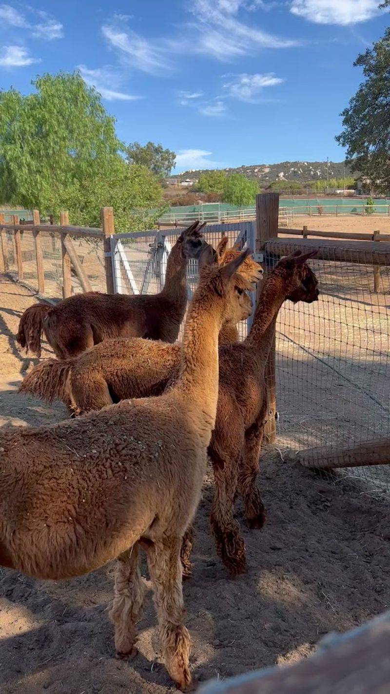 Discover This Alpine, California Petting Zoo That's Creating Big Family Memories - Decor Hint Open Seven Days A Week From 10 AM To 5 PM