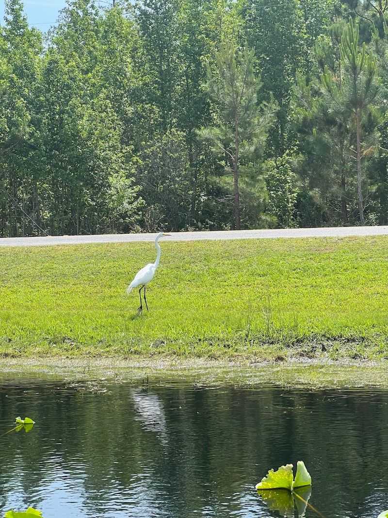 World-Class Birdwatching in the Okefenokee