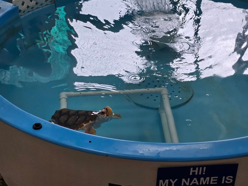 Georgia's Only Sea Turtle Hospital Lets You Step Into A World That Few Ever See - Decor Hint Sea Turtle Tracker Program for Citizen Science Participation