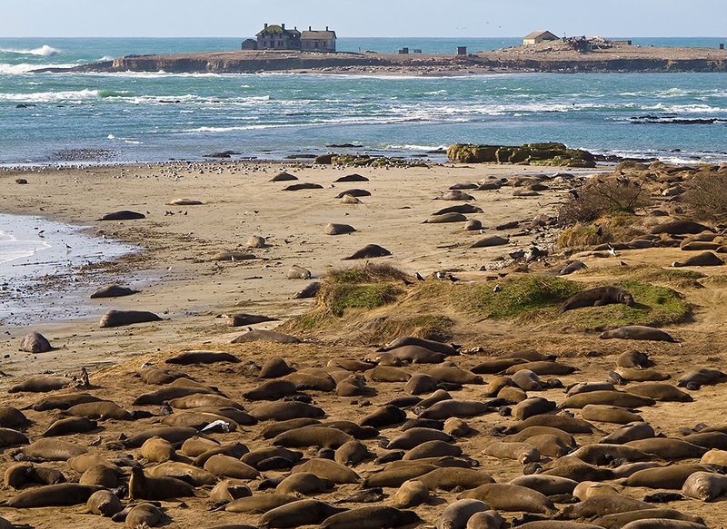 Año Nuevo State Park, Pescadero
