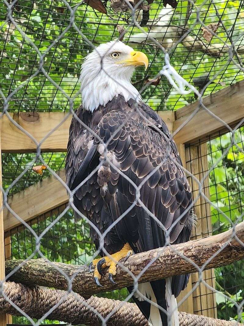 This Atlanta Georgia Gem Began With Circus Animals In 1889 And Is Now A Leading Research Zoo - Decor Hint Diverse Animal Exhibits Including Lions and Flamingos