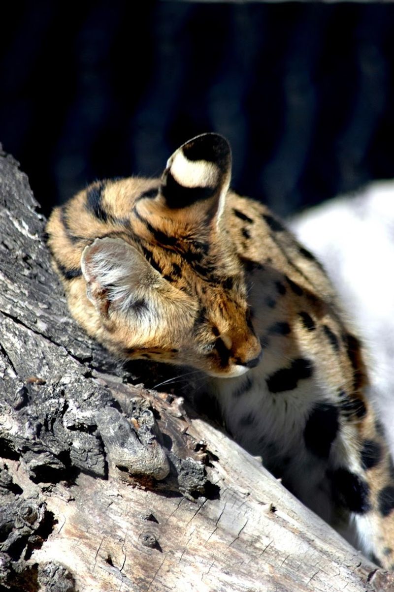 Staff And Volunteer Dedication