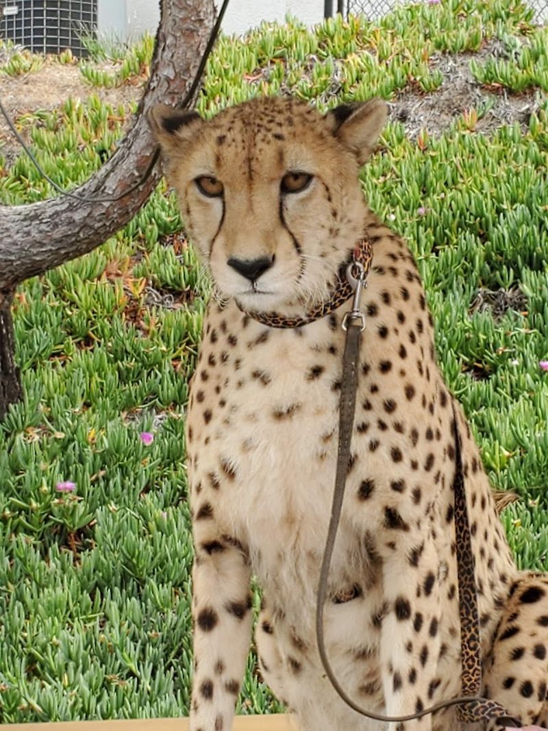 The Sanctuary Houses Over 100 Animal Ambassadors
