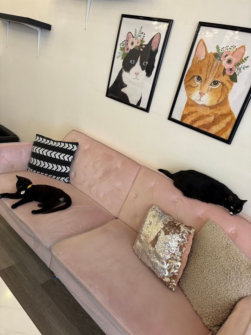 Cat-Themed Merchandise Worth Taking Home