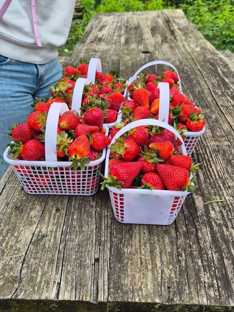 Strawberry U-Pick Fields