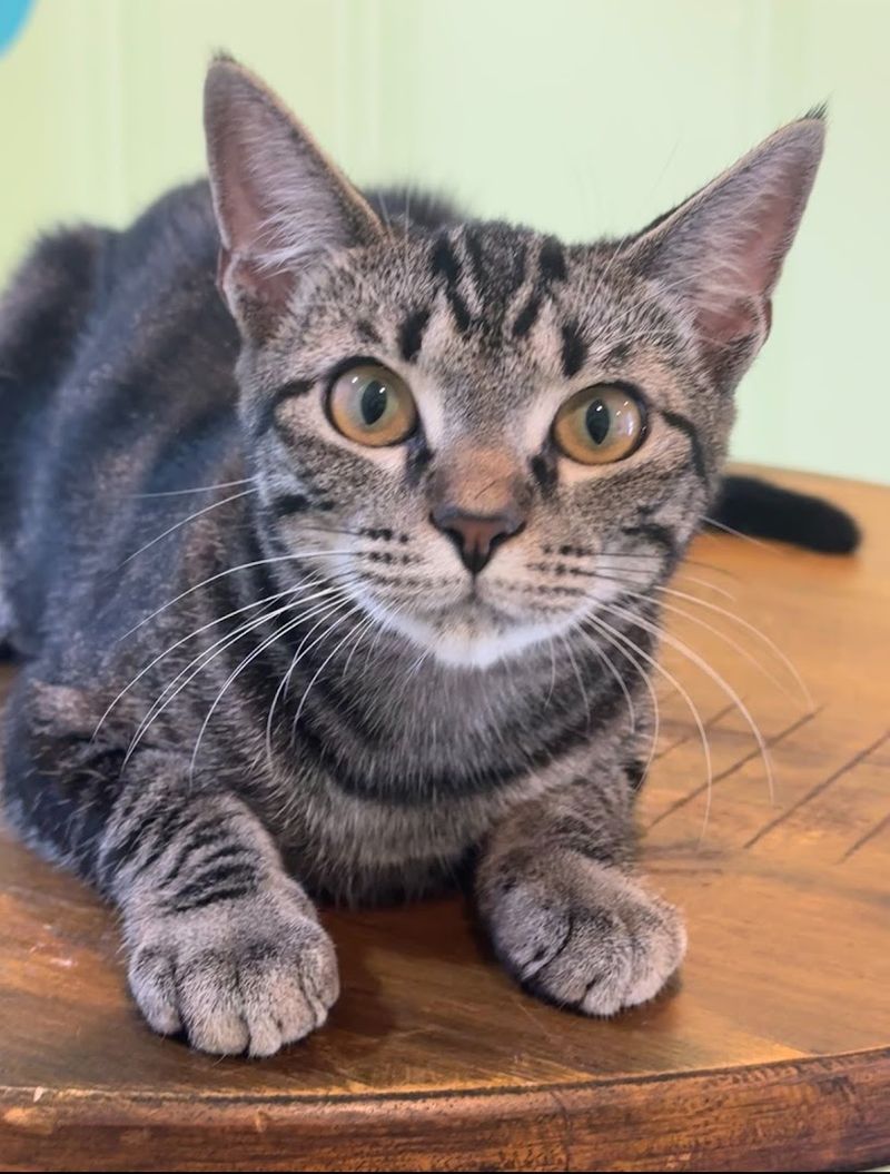 Why Is This North Carolina Café A Cat Lover's Dream - Decor Hint Photography, Cat Interaction Rules, And What To Expect